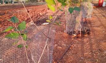 Imagem 4: Chacara Hidrolândia