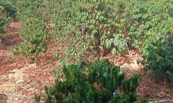 Imagem 4: SITIO 14.5 HECTARES A 22 KM DE MONTES CLAROS NOVA ESPERANÇA / OU ESTRADA PRODUÇÃO