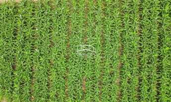 Imagem 2: EXCELENTE FAZENDA DE PLANTIO DE BANANA E PECUARIA NO NORTE DE MINAS