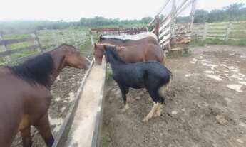 Imagem 2: Fazenda com 6.500.000m2 na AM-254 Careiro Castanho. Benfeitorias e Implementos Agrícolas