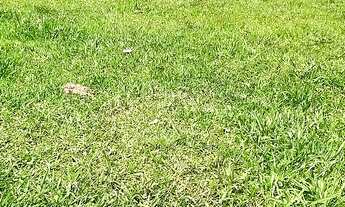 Imagem 6: Sítio 02 alqueires