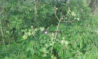 Imagem 7: Terreno à venda, 1365 m² por R$ 370.000,00 - Cruz das Almas - Araçariguama/SP