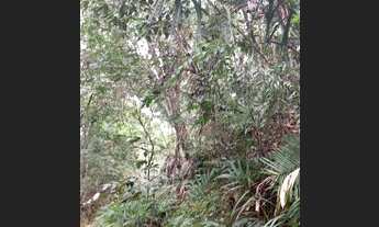 Imagem 6: Fazenda Juquirada no Muni. de Chapada dos Guimaraes - MT