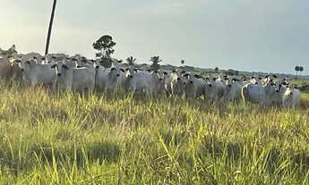 Imagem: Fazenda no Tocantins