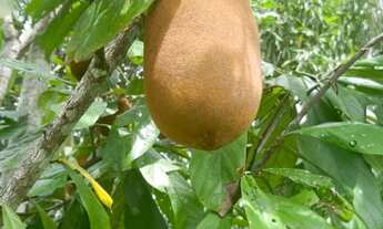 Imagem 4: Sítio com igarapé negócia