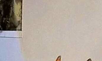 Imagem 7: Mansão altíssimo padrão C/ 5 Quartos (3 Suites) / 300m2 / Ilhas tijuca na Barra / rio de