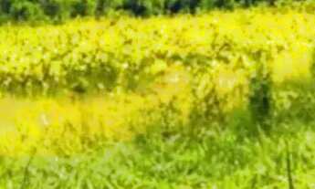 Imagem: Terreno na cidade de Ibiúna - SP interior