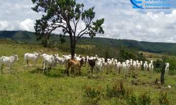 Imagem 3: Fazenda rica em água, com 25,50alqueires em Presidente Olegário - MG