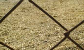 Imagem 2: Terreno para alugar, 500 m² por R$ 5.000,00/mês - Jardim Palma Travassos - Ribeirão Preto