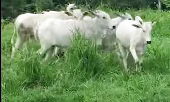 Imagem 3: Fazenda Caiana em Mato Grosso - Porteira Fechada