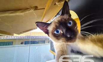 Imagem 3: Apartamento | Joinville