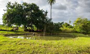 Imagem 7: Chácara de 9 hectares. 19 km de Campo Grande. Rica em água