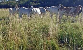 Imagem 5: Granja com 17 hectares na região de mente Alegre