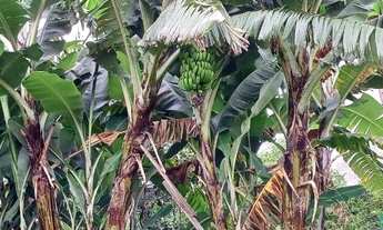Imagem 4: Terreno de rua em zona mista, toda murada