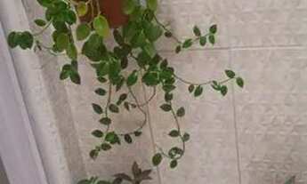 Imagem 7: Quartos e aptos mobiliados Fortaleza CE