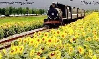 Imagem: Apartamento para aluguel tem 55 metros quadrados