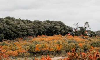 Imagem 4: Terreno - Bairro Mato Queimado