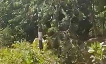 Imagem 2: CHÁCARA 6000 MT QUADRADO VENDO OU TROCO POR HILUX