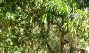 Imagem 4: Sítio na melhor região de Itatiaiuçu!