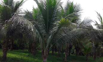 Imagem 4: Chácara Chácara com venda por R$480.000