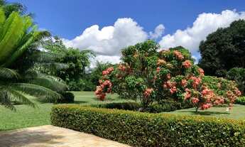 Imagem 6: Chácara com 5 Hectares em Aldeia