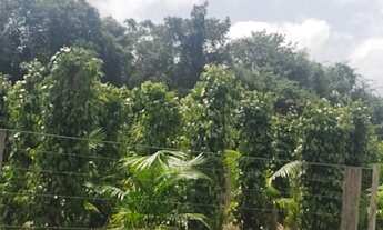 Imagem: Açaizal 30 mil pés 220 hectares por 3