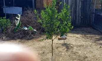 Imagem: Terreno Belém Novo