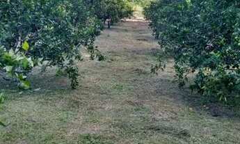 Imagem 3: Sítio em Manacapuru