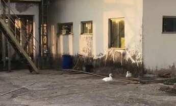 Imagem 5: Alugo Galpoes no distrito industrial, medindo 12 mil m2