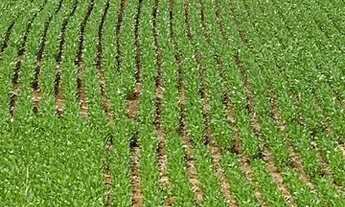 Imagem 7: Fazenda de 260 alq em Corumbá-Go