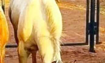 Imagem 4: Fazenda de Gado, Milho, Laranja, Camarão...