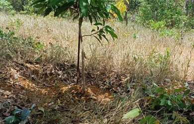 Imagem 6: Vendo Chácara em três Marias MG