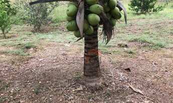 Imagem 3: Fazenda com 5 dormitórios à venda, 3968800 m² por R$ 5.740.000 - Zona Rural - Cavalcante/G