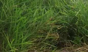 Imagem 3: Sobrado campos São José 2 Dorm 2 wc