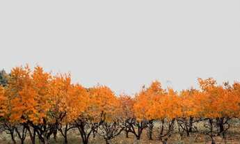 Imagem 5: Terreno - Bairro Mato Queimado