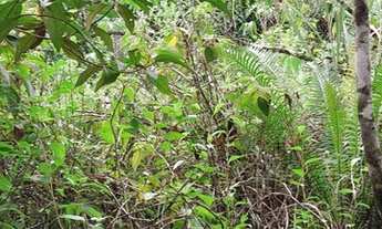 Imagem 2: Terreno 7 barras c/ cachoeira- aprox 10 alqueires