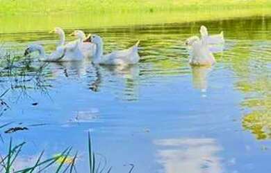 Imagem 5: Terreno à venda, 1000 m² - Terras da Barra - Mendonça/SP