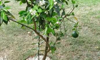 Imagem 3: Casa de condomínio em Rua Conde de Oriola - Jardim Ângela (Zona Sul) - São Paulo/SP