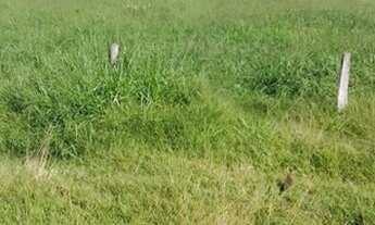 Imagem: Fazenda em Rondônia /Oportunidade