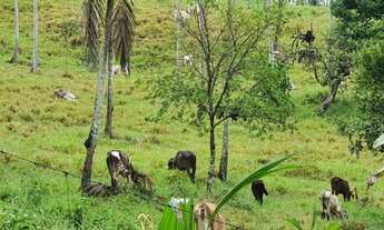 Imagem 5: Vendo Área (sitio) na Estrada da Cabrita - São Cristóvão-Se