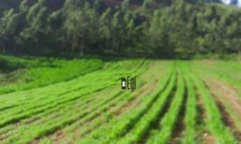 Imagem 3: Fazenda com 5 dormitórios à venda, 1100000 m² em - Argirita/MG