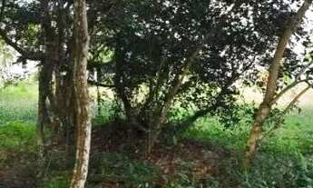 Imagem 2: Terreno para Venda em Florianópolis, Jurerê Internacional