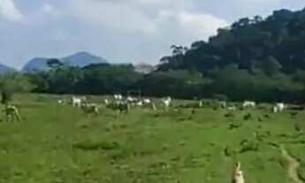 Imagem 7: Fazenda em Silva Jardim/RJ