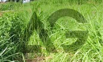 Imagem 2: Terreno | 524m² | Jardim Parque das Palmeiras | Ótima Topografia