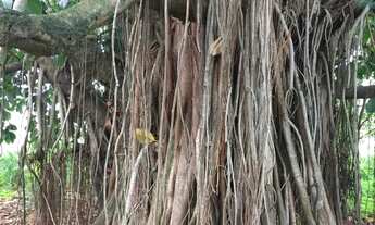 Imagem 4: Venda-se está propriedade de 45 Alqueires no Município de Rio Novo do Sul/