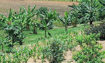 Imagem 5: Sitio em Borda da Mata - MG