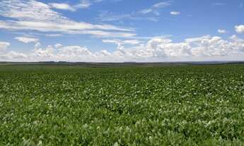 Imagem 4: Fazenda contígua a Cristalina com 5km margem livre na BR0-50 - Localização Privilegiada!