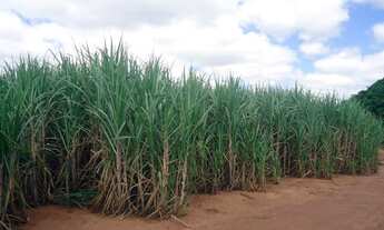 Imagem 3: FAZENDA COM 63 ALQ - 33 ALQ. CANA - USINA GUARANI - RESTANTE CULTURA DE FRUTAS - COSMORAMA