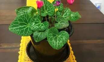 Imagem 6: Casa Cibratel Casa com 2 dormitórios