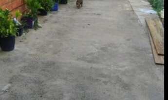 Imagem 7: CASA Á VENDA NO JARDIM SANTA MARTA/ 220 MIL - NÃO ACEITA FINANCIAMENTO